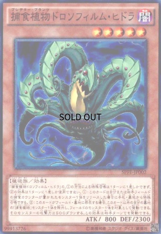 画像1: 捕食植物ドロソフィルムヒドラ(スーパー) (1)